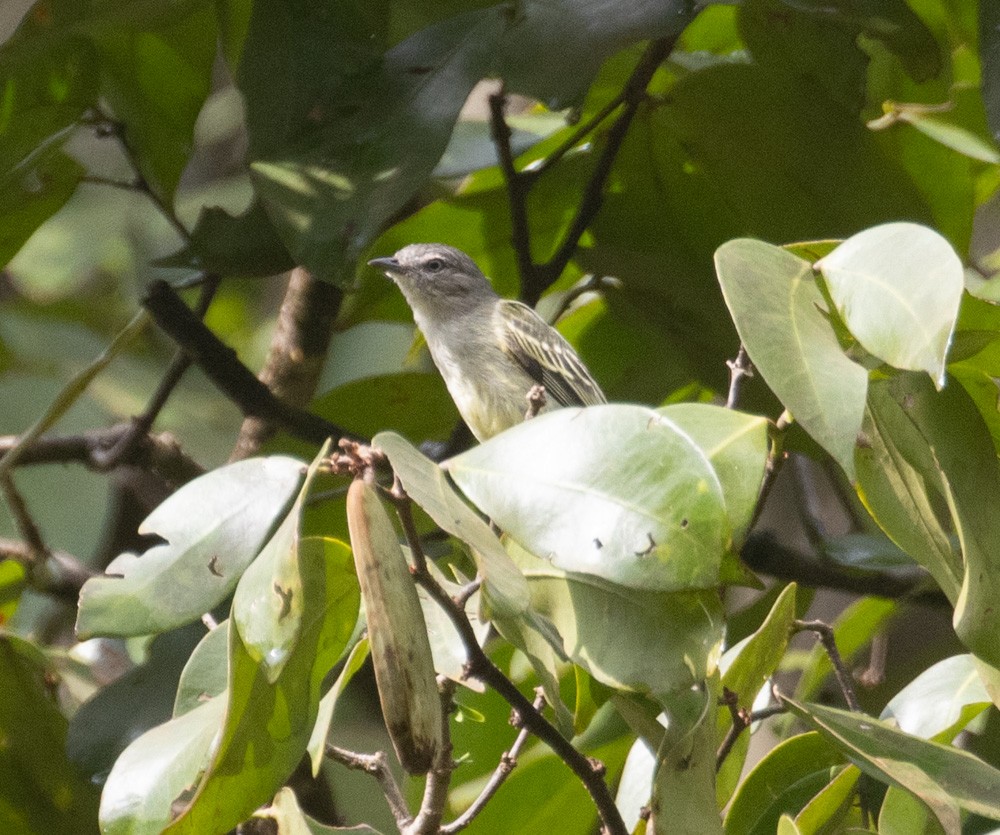 Guianan Tyrannulet - ML630142189