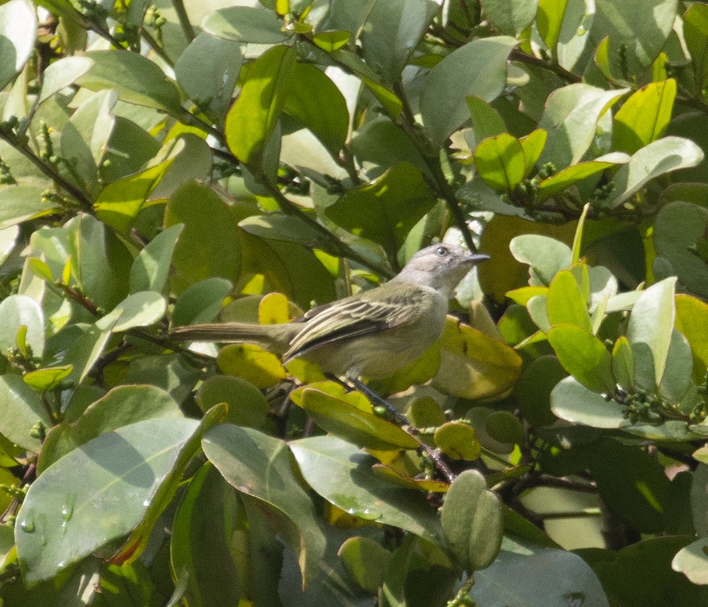 Guianan Tyrannulet - ML630142198
