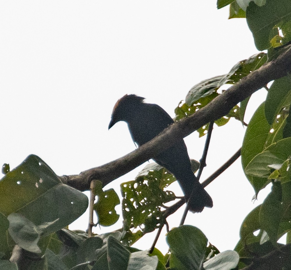 Flame-crested Tanager - ML630142214
