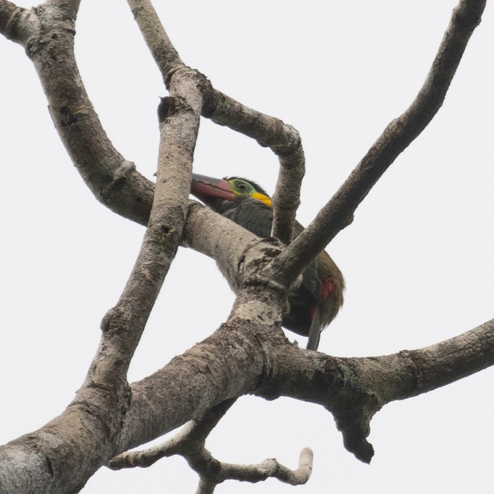 Guianan Toucanet - ML630142254