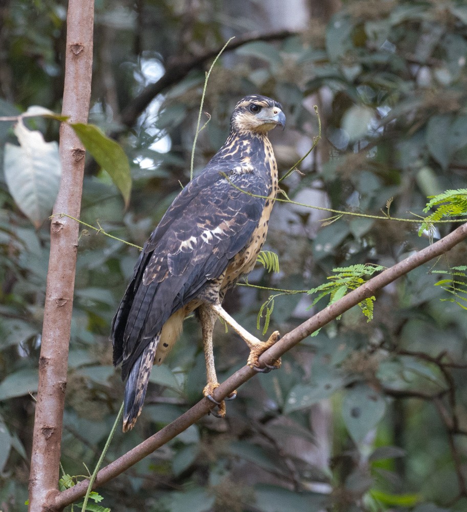 Great Black Hawk - ML630142499