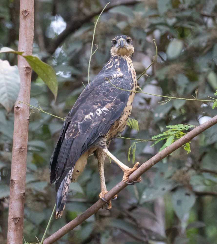 Great Black Hawk - ML630142506