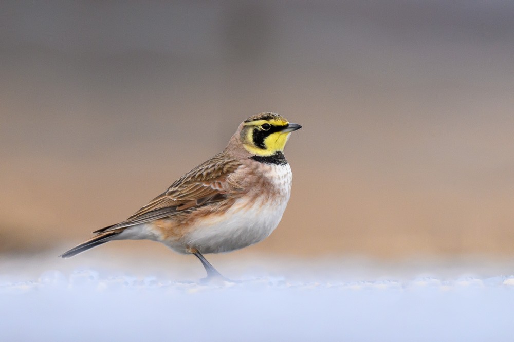 Horned Lark - ML630143118