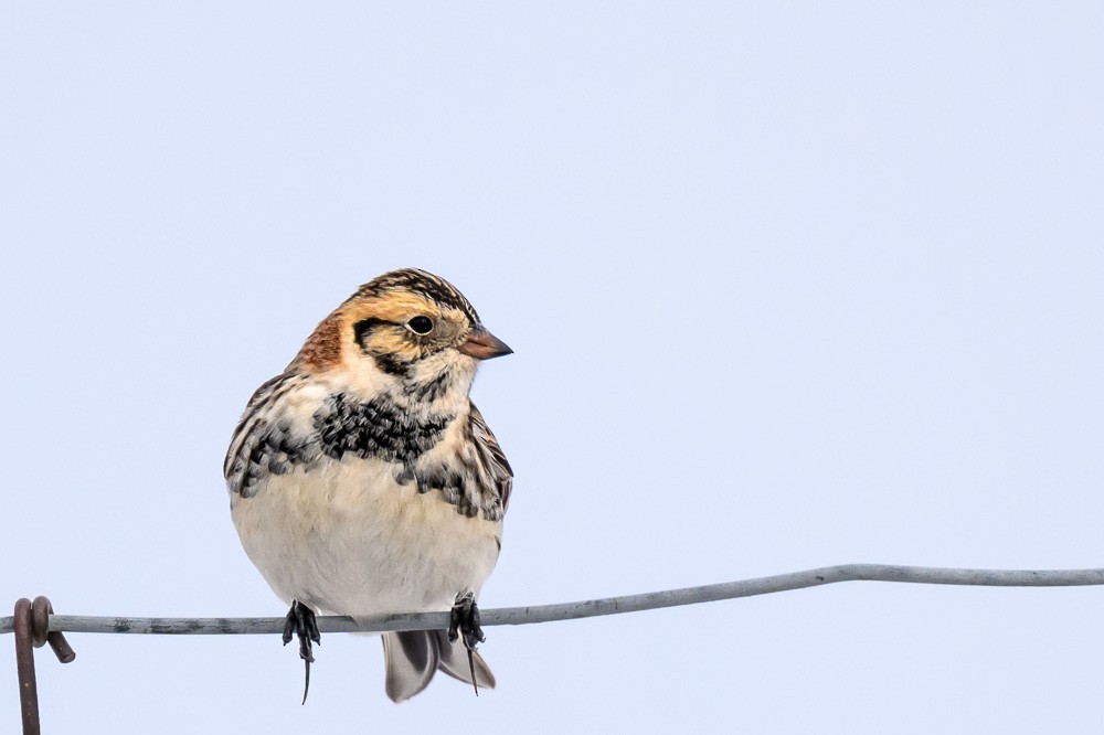 Lapland Longspur - ML630143140