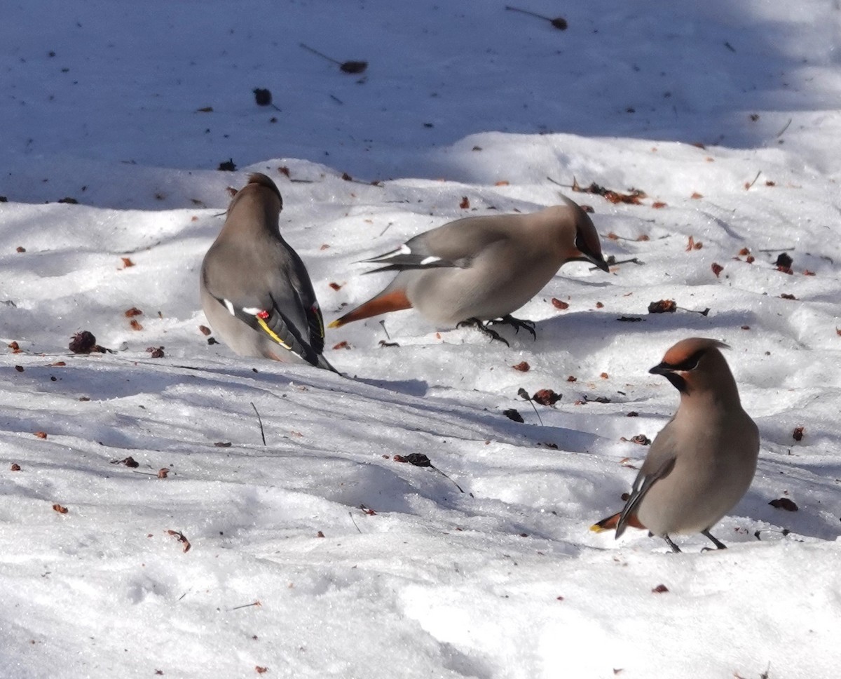 Bohemian Waxwing - ML630143223