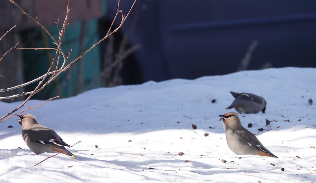 Bohemian Waxwing - ML630143224