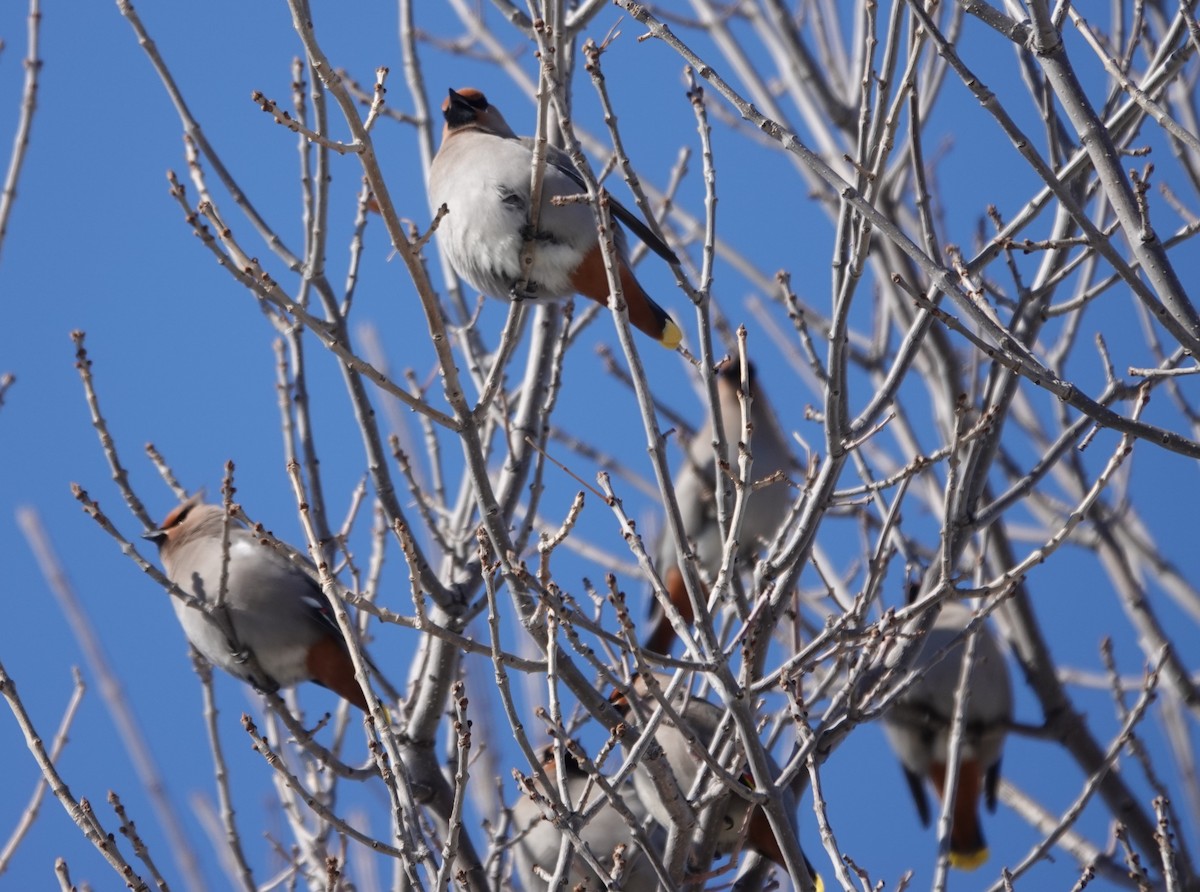 Bohemian Waxwing - ML630143226