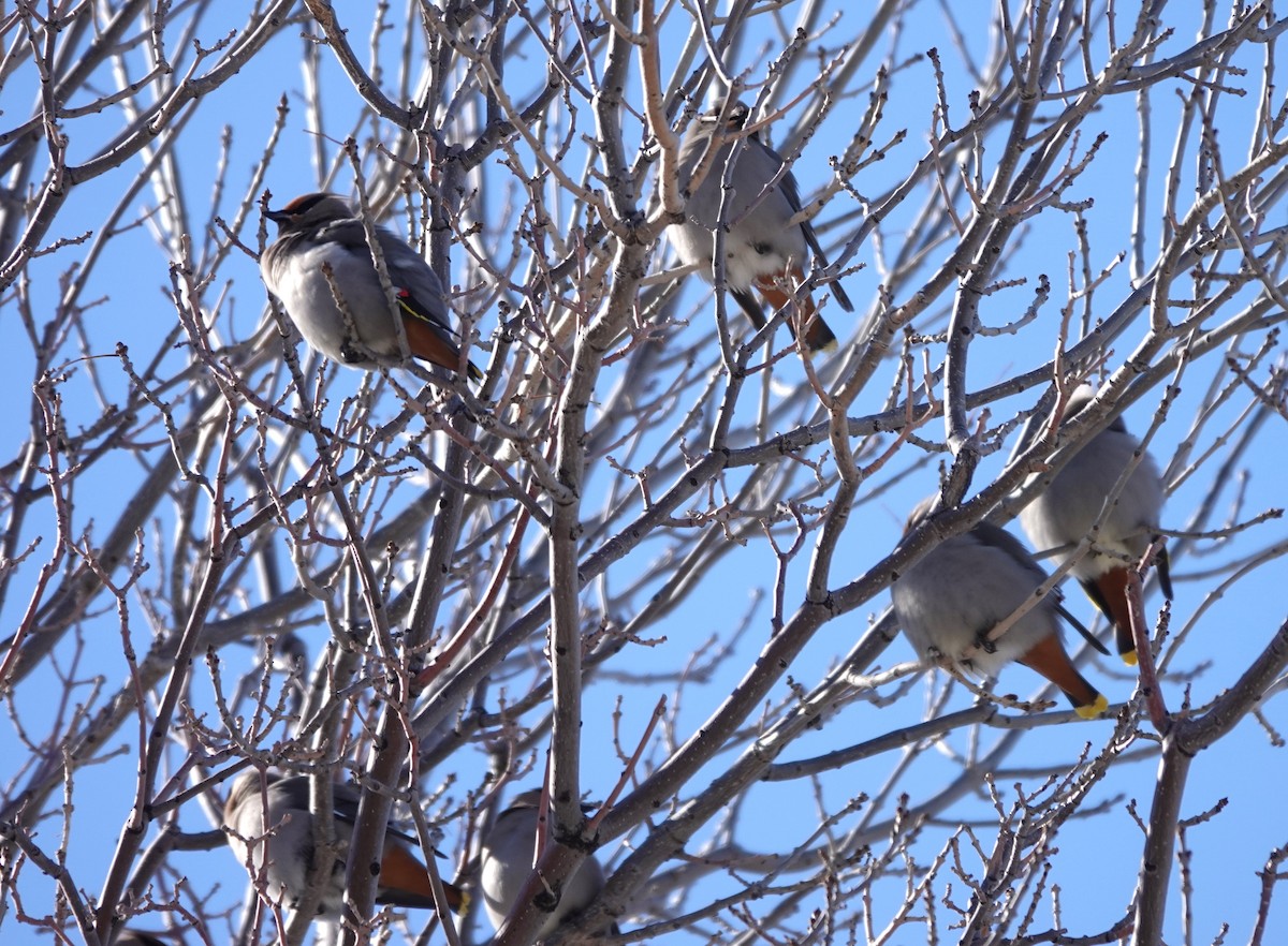 Bohemian Waxwing - ML630143228