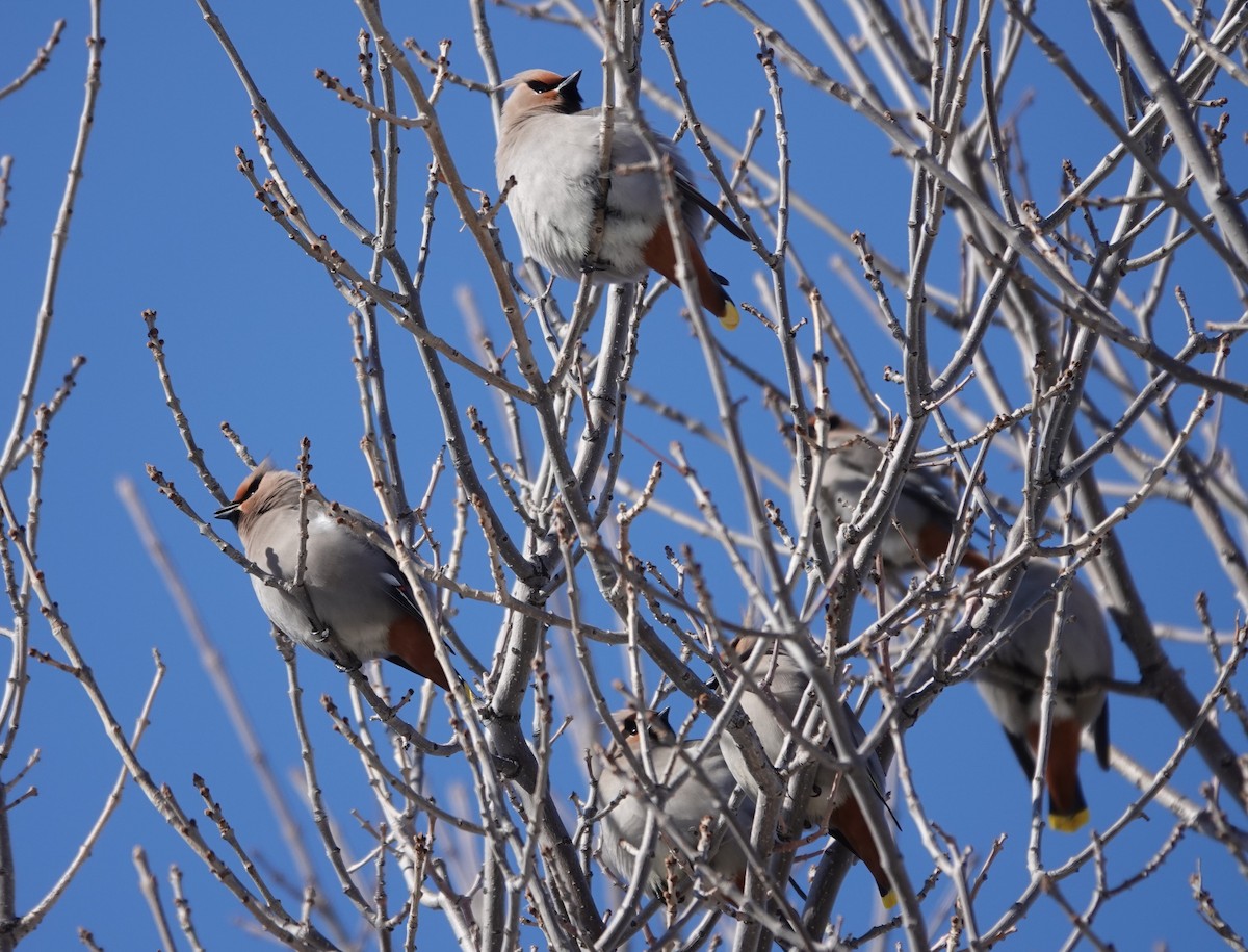 Bohemian Waxwing - ML630143230