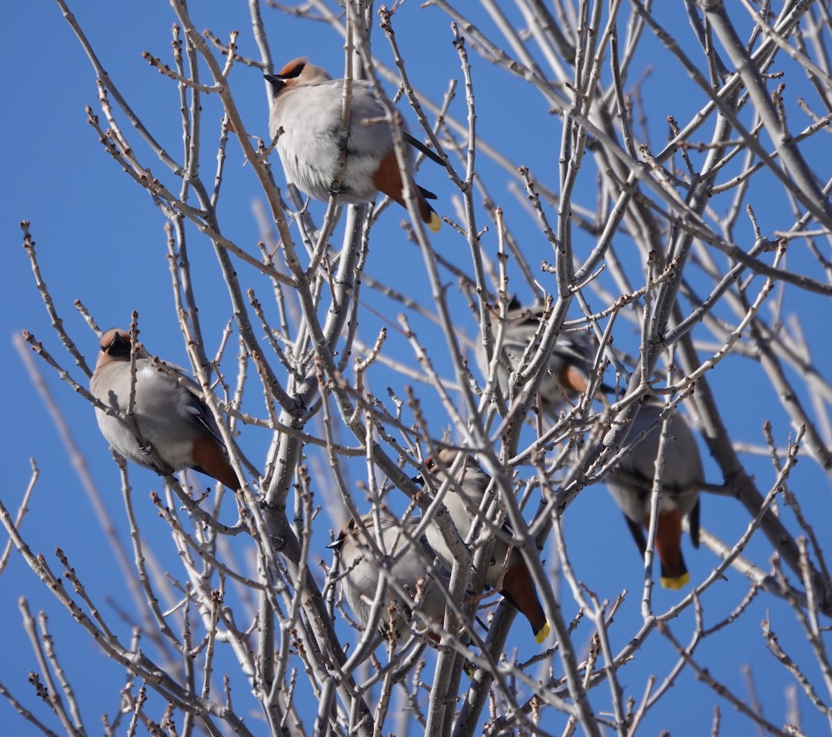 Bohemian Waxwing - ML630143231