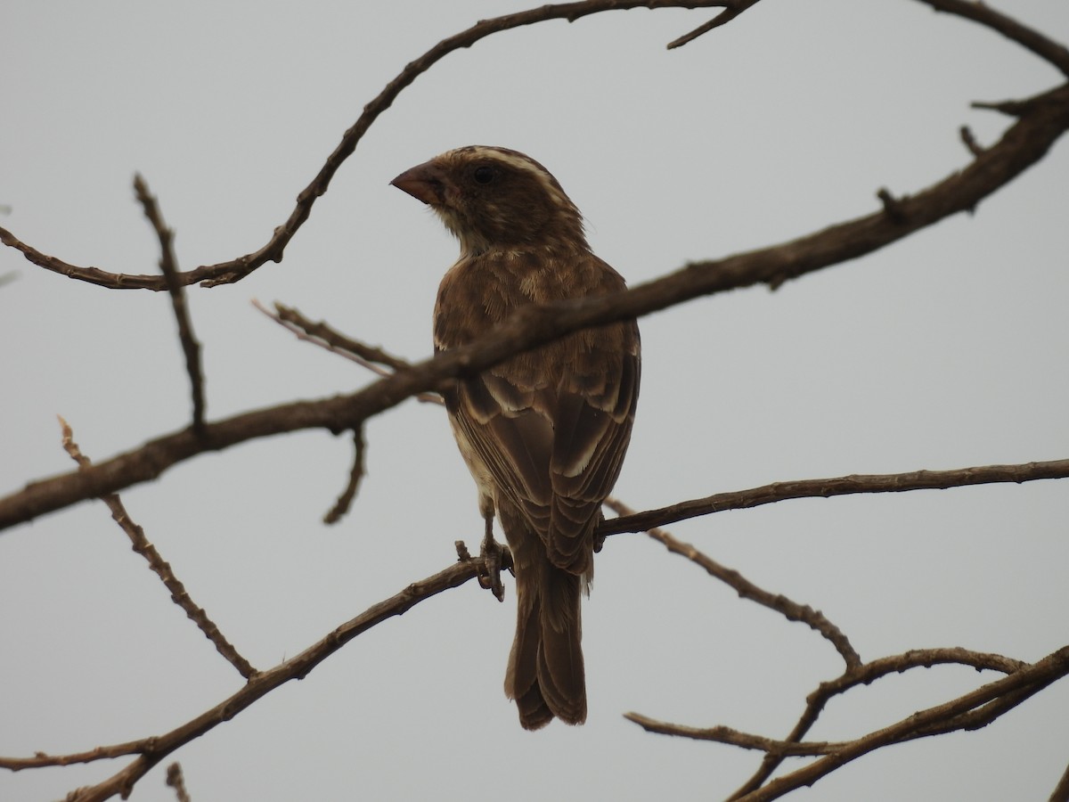 Stripe-breasted Seedeater - ML630143623
