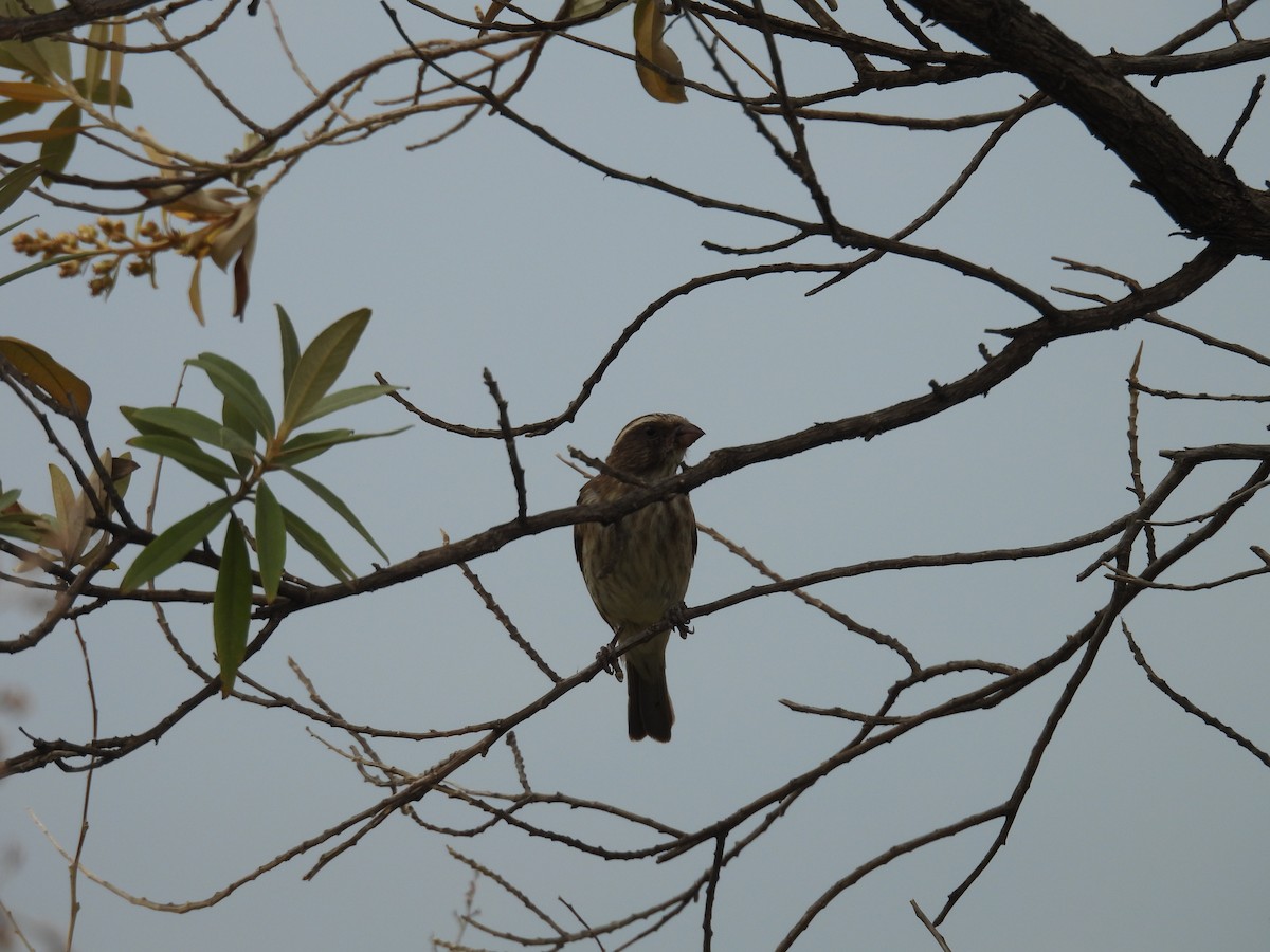 Stripe-breasted Seedeater - ML630143624
