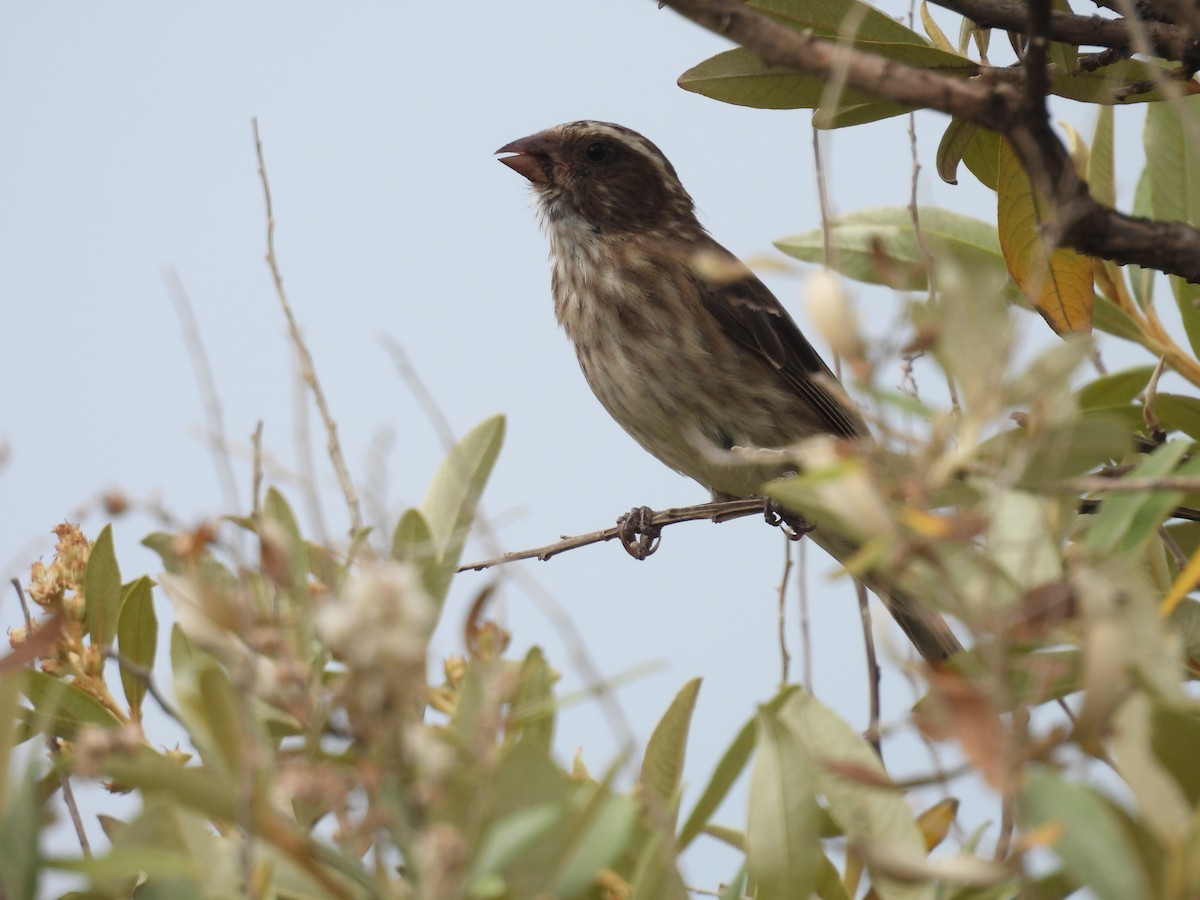 Stripe-breasted Seedeater - ML630143625
