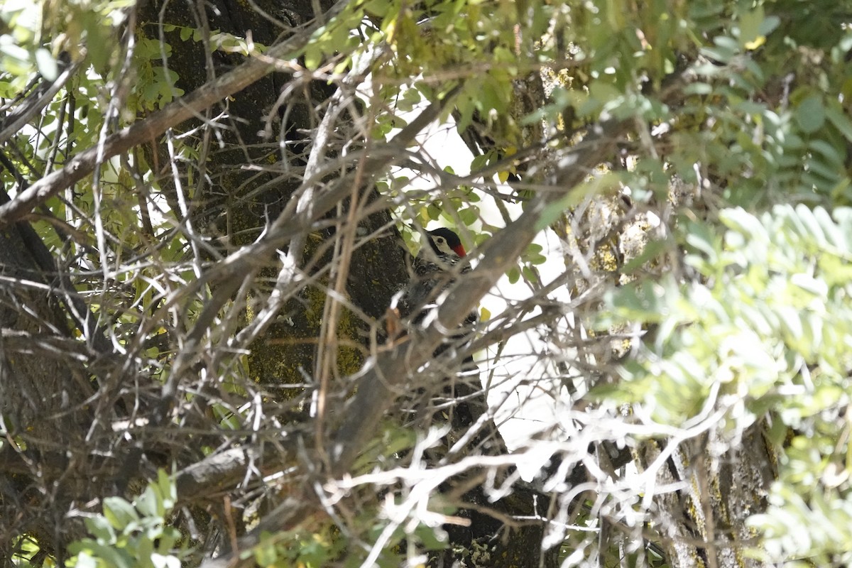 Green-barred Woodpecker - ML630143645