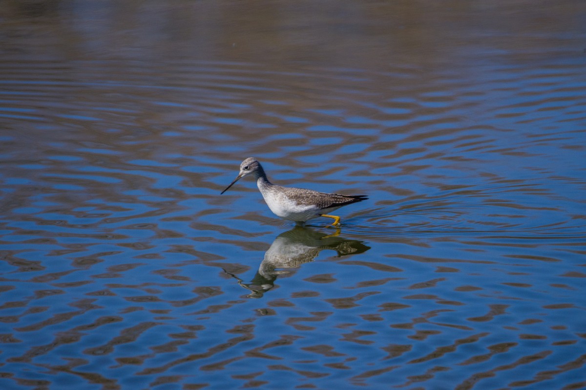 Greater Yellowlegs - ML630143649