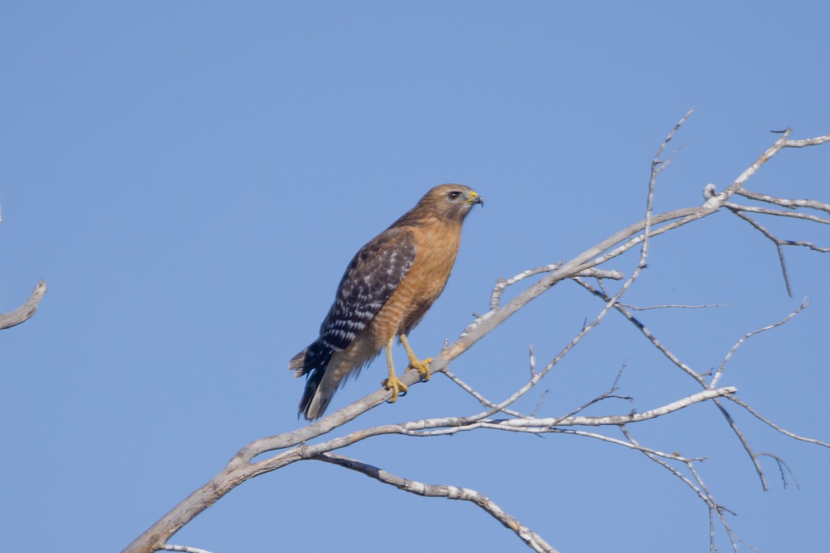 カタアカノスリ - ML630143711