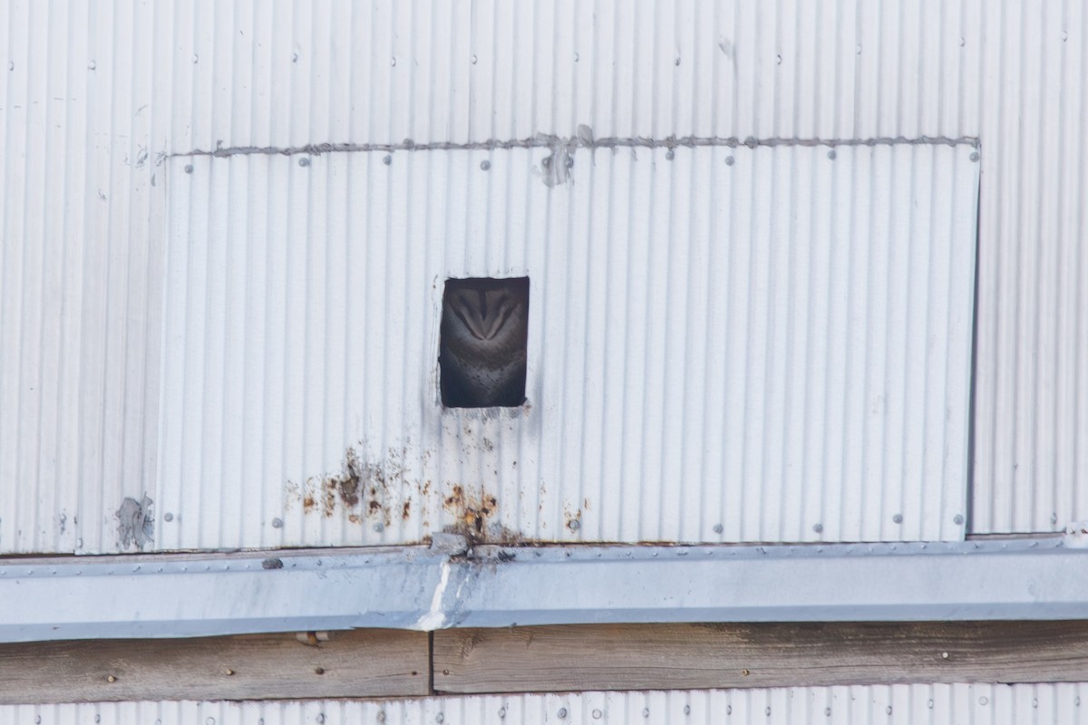 American Barn Owl - ML630143727