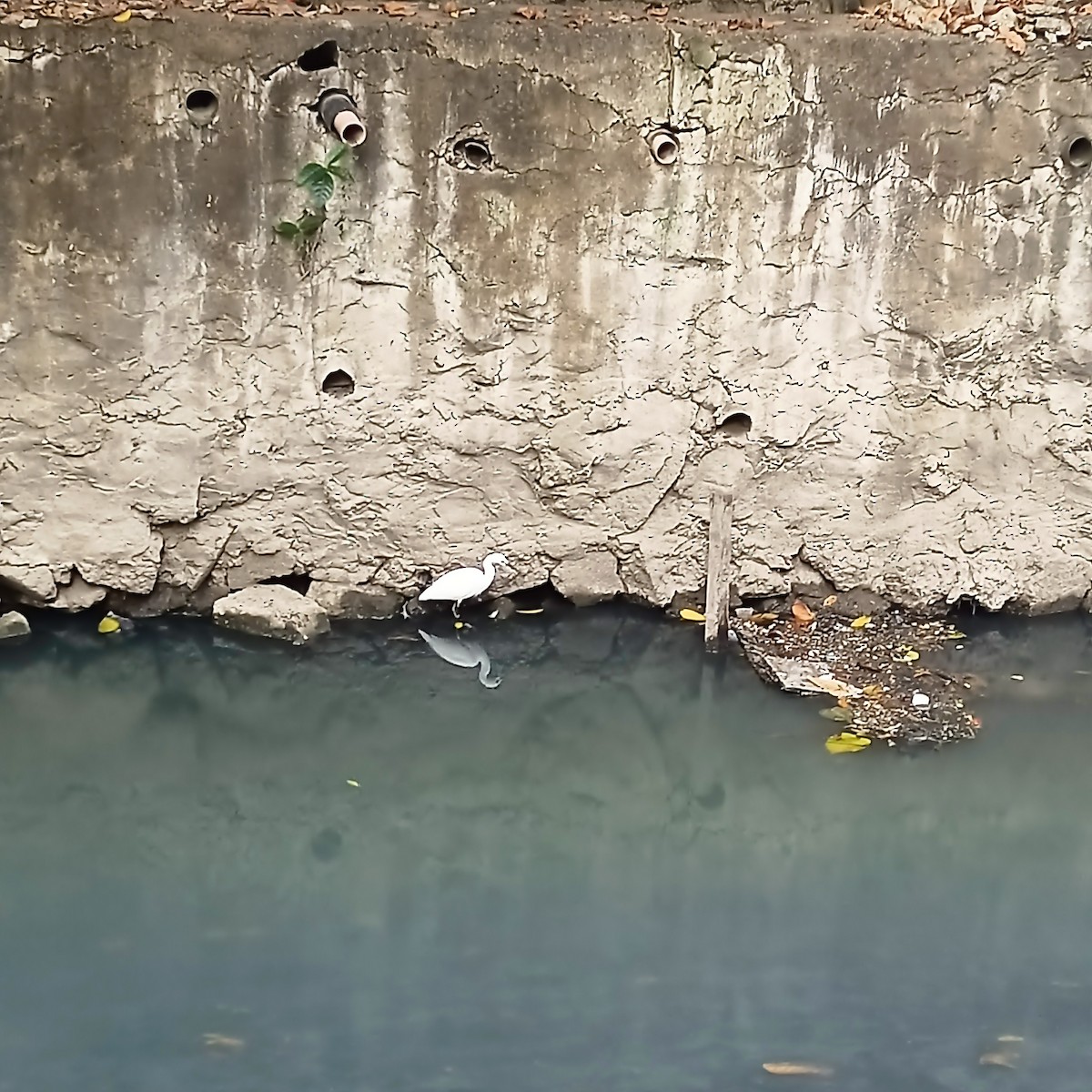 Little Egret - ML630143750