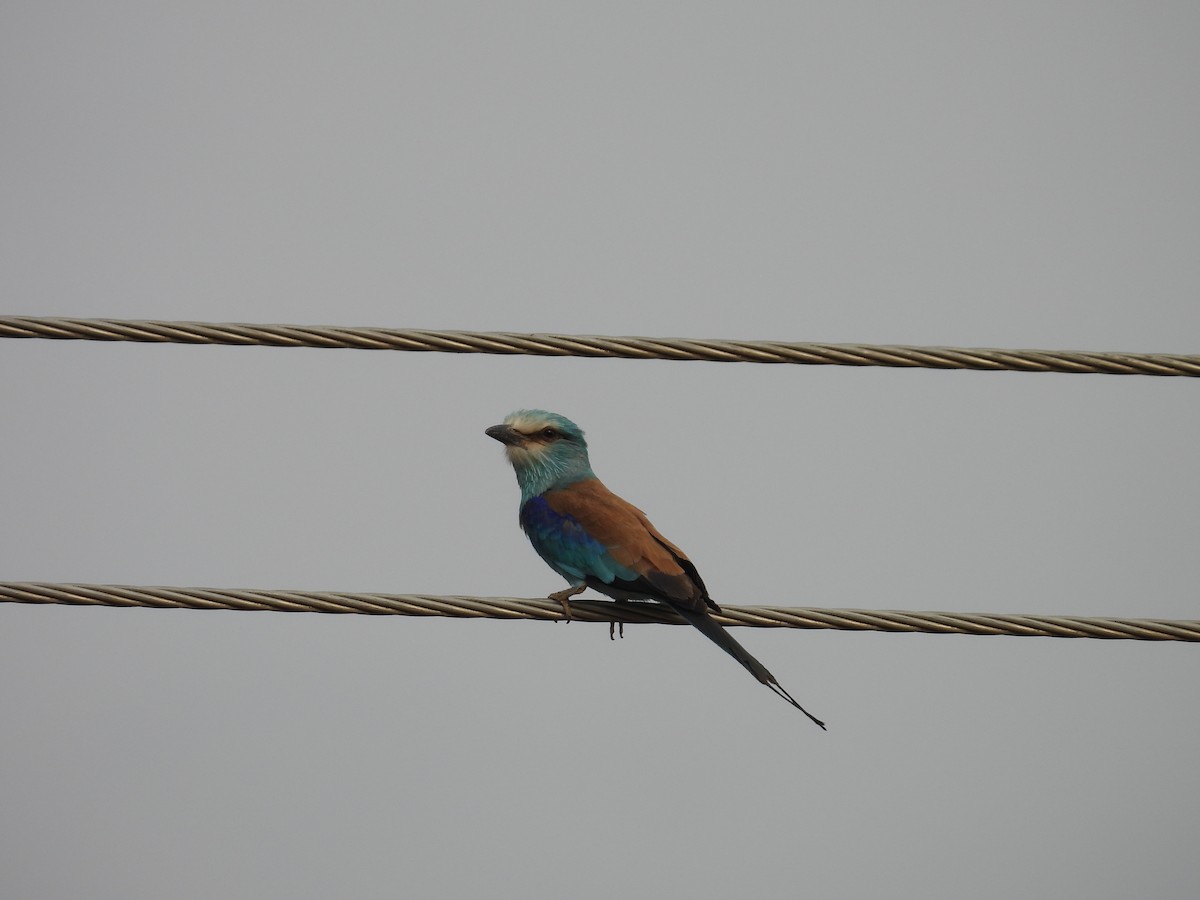 Abyssinian Roller - ML630143756