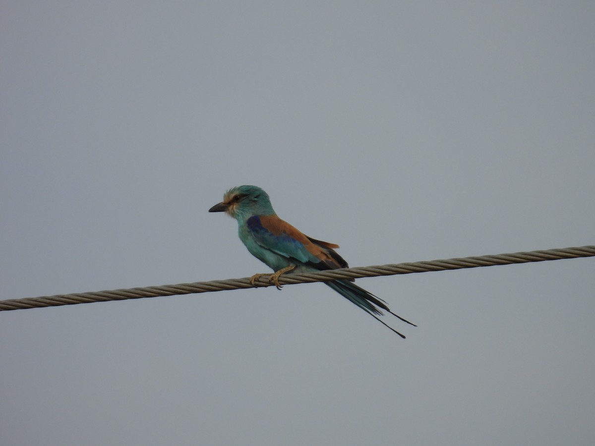 Abyssinian Roller - ML630143759