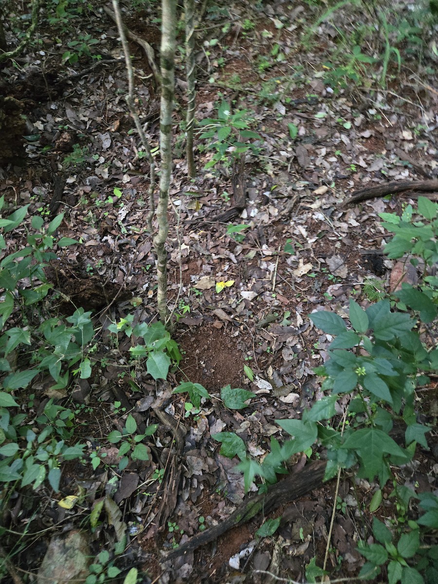 null - ML630143835