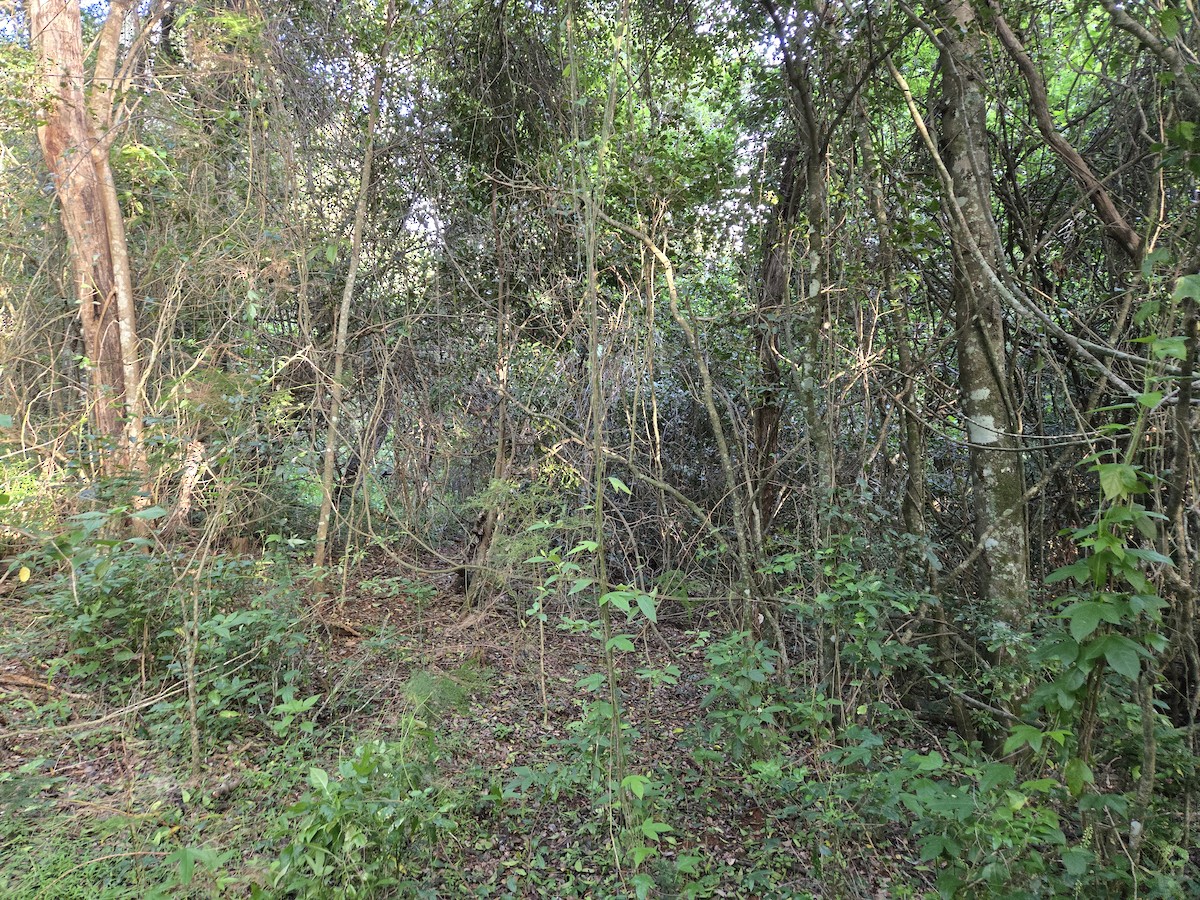 null - ML630143849