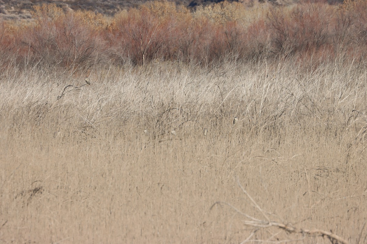 Ногоовор зашин - ML630144000