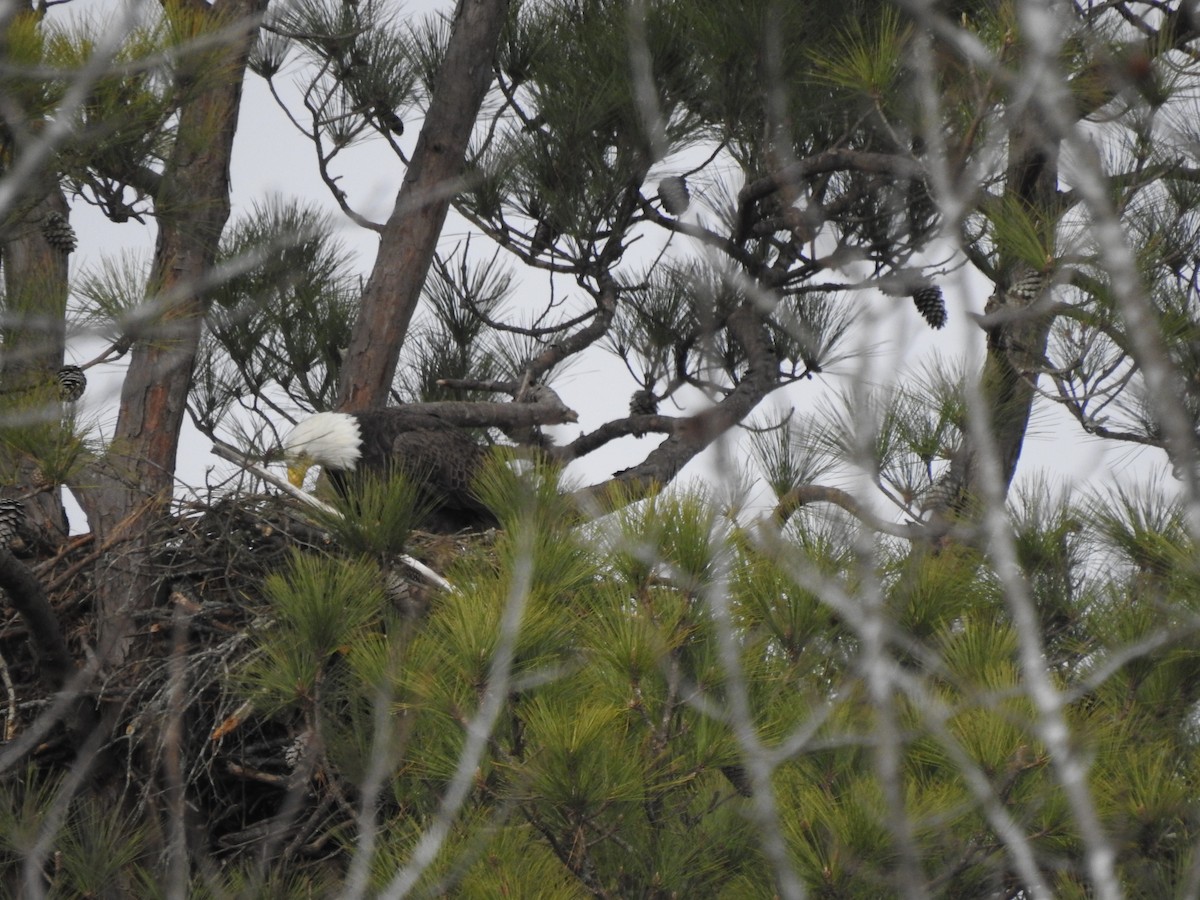 Bald Eagle - ML630144064