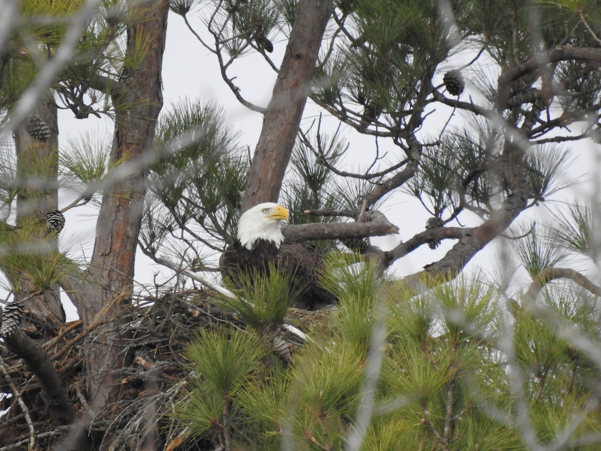 Bald Eagle - ML630144065
