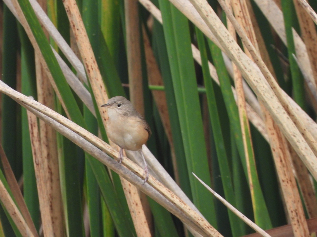 Southern House Wren - ML630144110