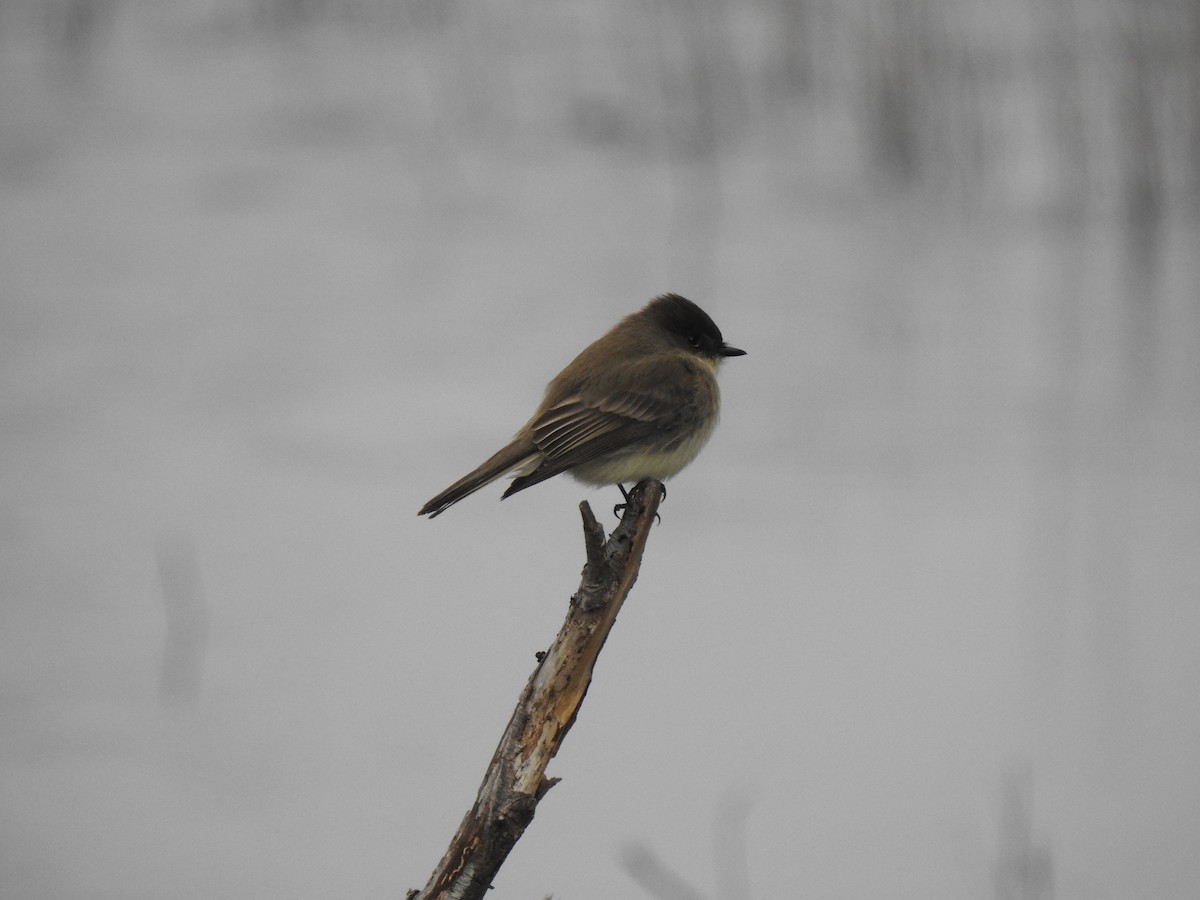 Eastern Phoebe - ML630144126