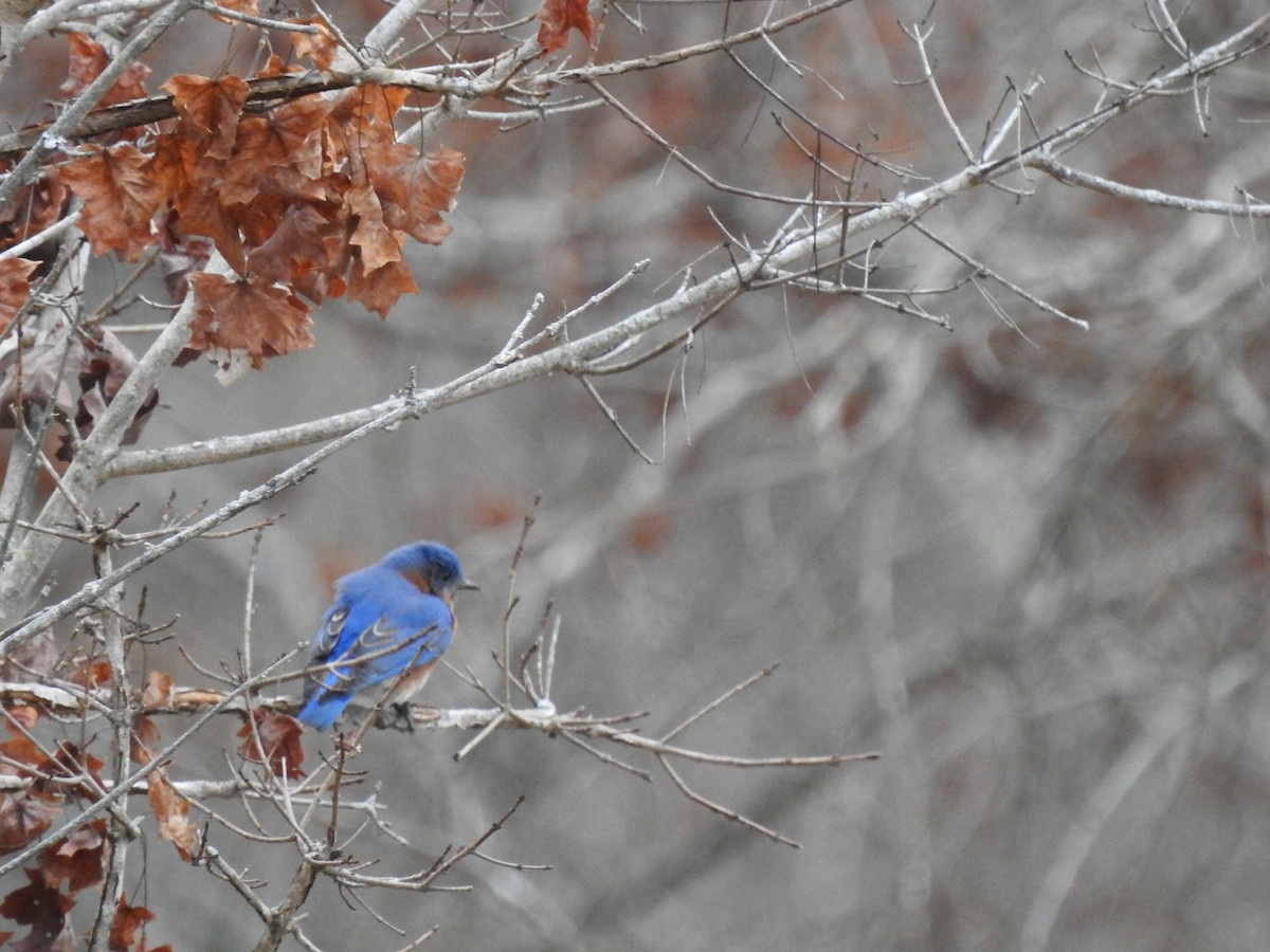 Eastern Bluebird - ML630144139