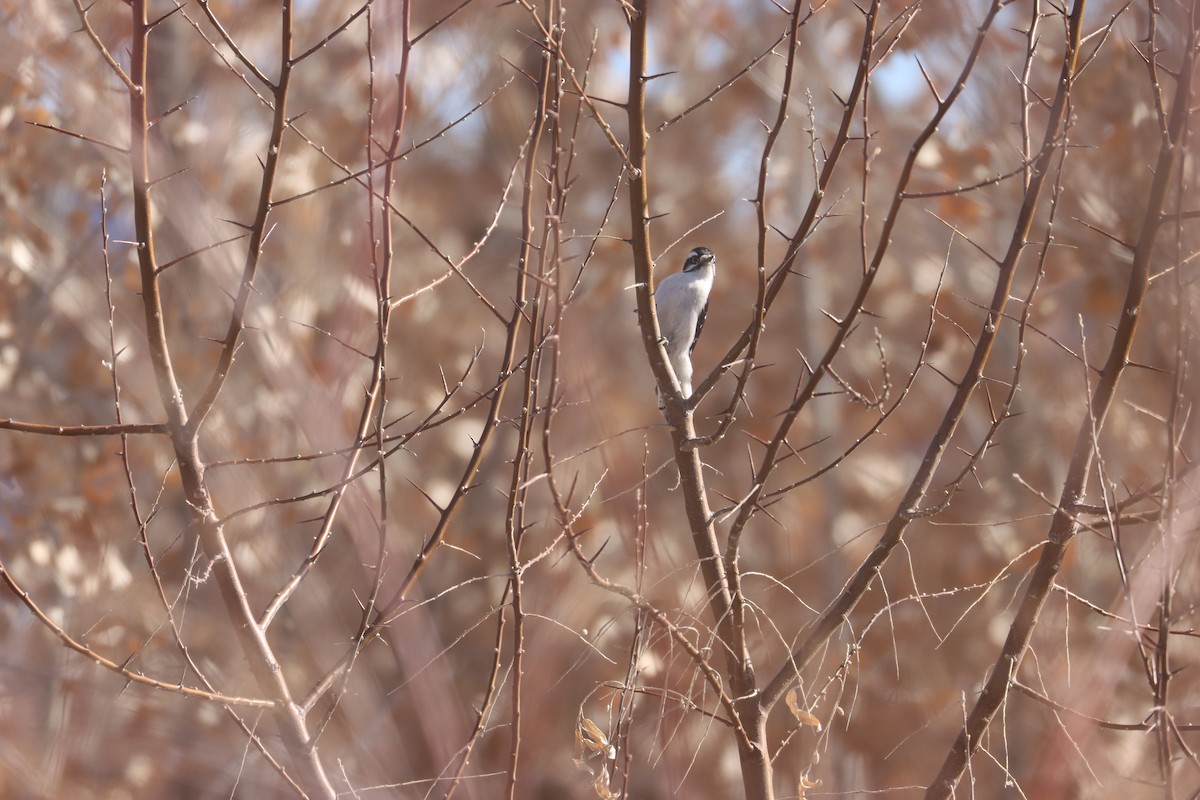 Downy Woodpecker - ML630144167