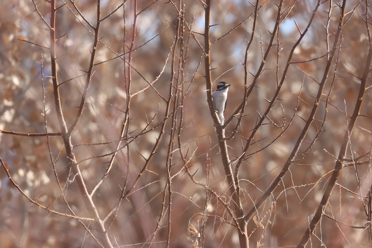 Downy Woodpecker - ML630144192