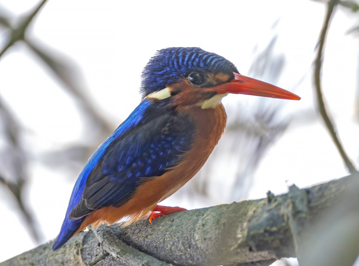 Blue-eared Kingfisher - ML630144285