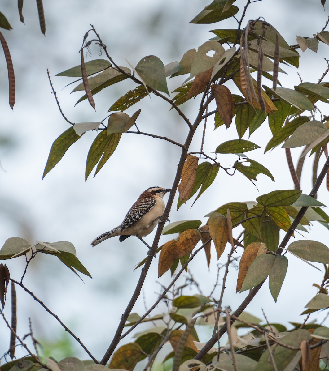 Rufous-backed Wren - ML630144621