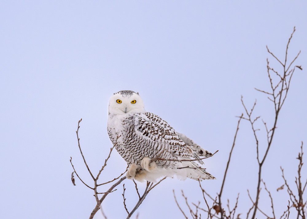 Snowy Owl - ML630144886