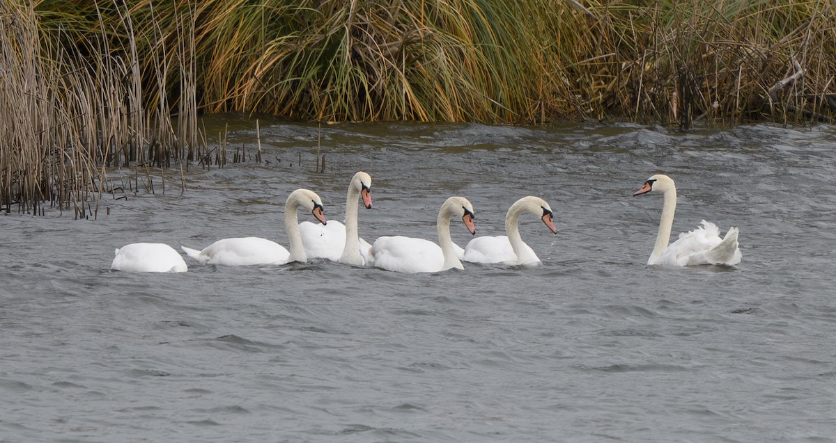 Mute Swan - ML630145131