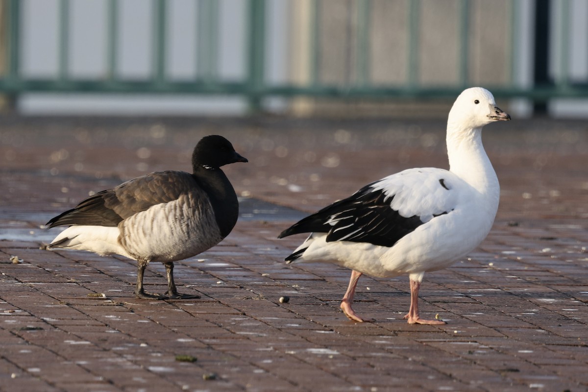 Snow Goose x Brant (hybrid) - Sameer Ajmani