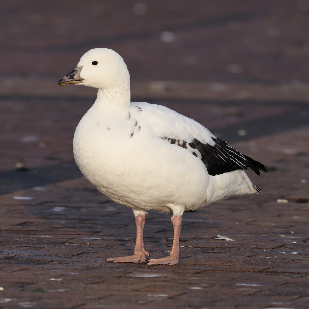 Snow Goose x Brant (hybrid) - Sameer Ajmani