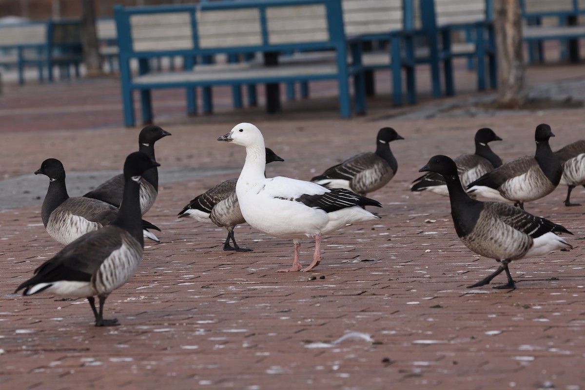 Snow Goose x Brant (hybrid) - Sameer Ajmani