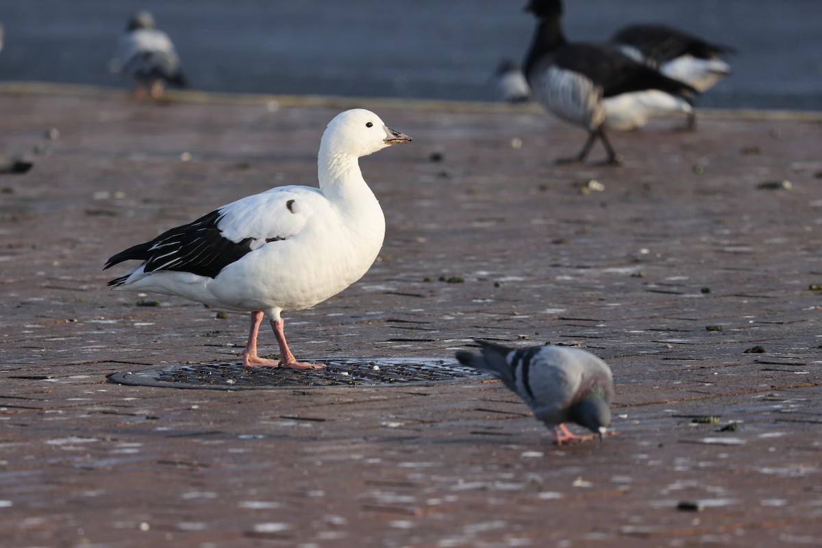 Snow Goose x Brant (hybrid) - Sameer Ajmani
