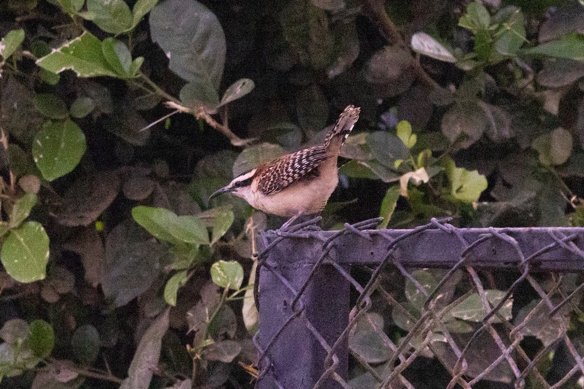 Rufous-backed Wren - ML630145280