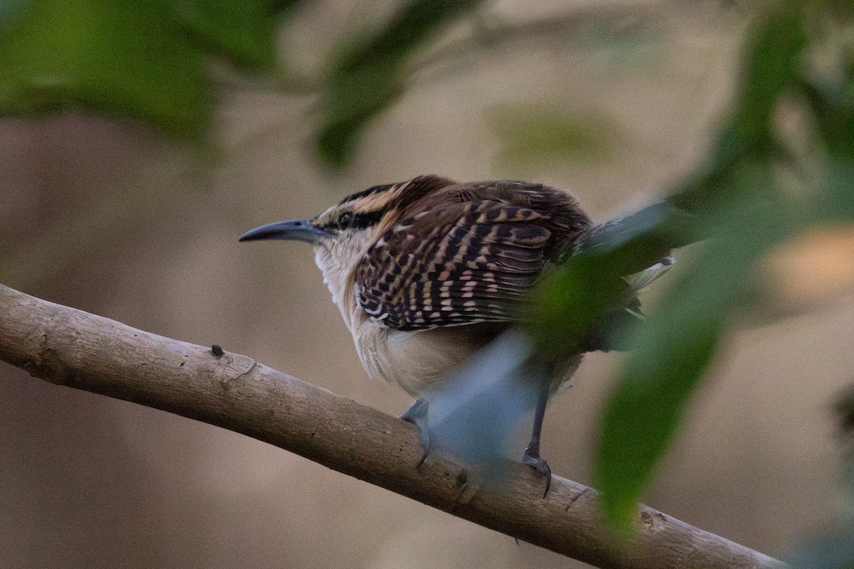 Rufous-backed Wren - ML630145309