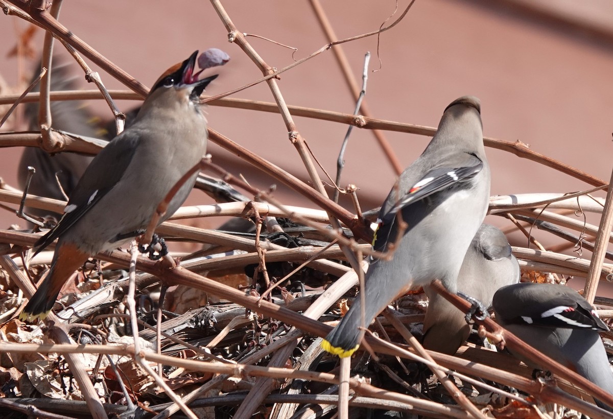 Bohemian Waxwing - ML630145318