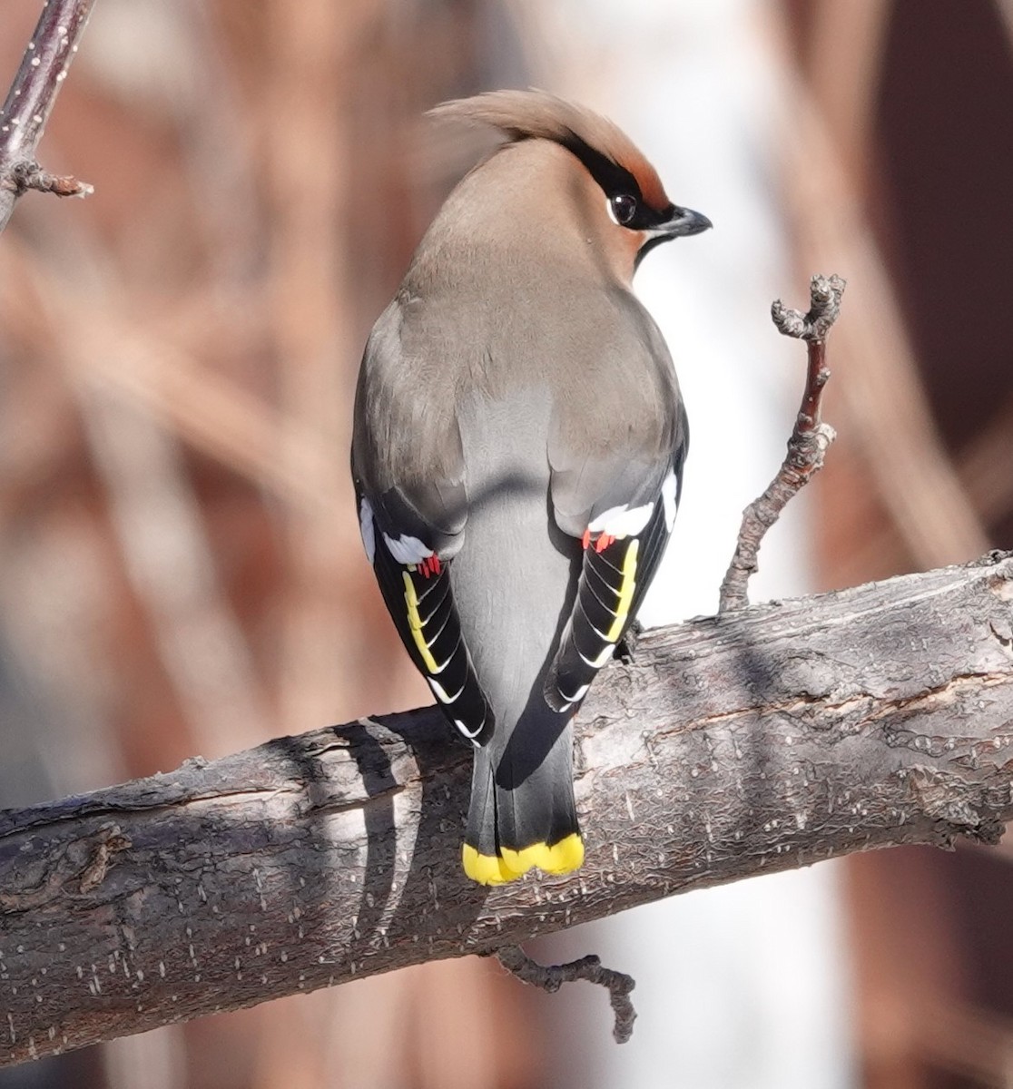 Bohemian Waxwing - ML630145319