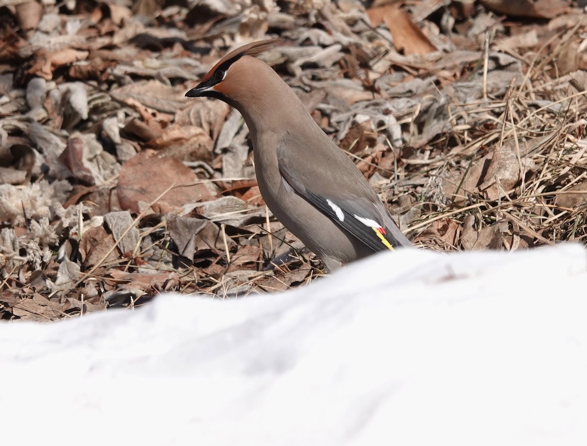 Bohemian Waxwing - ML630145320