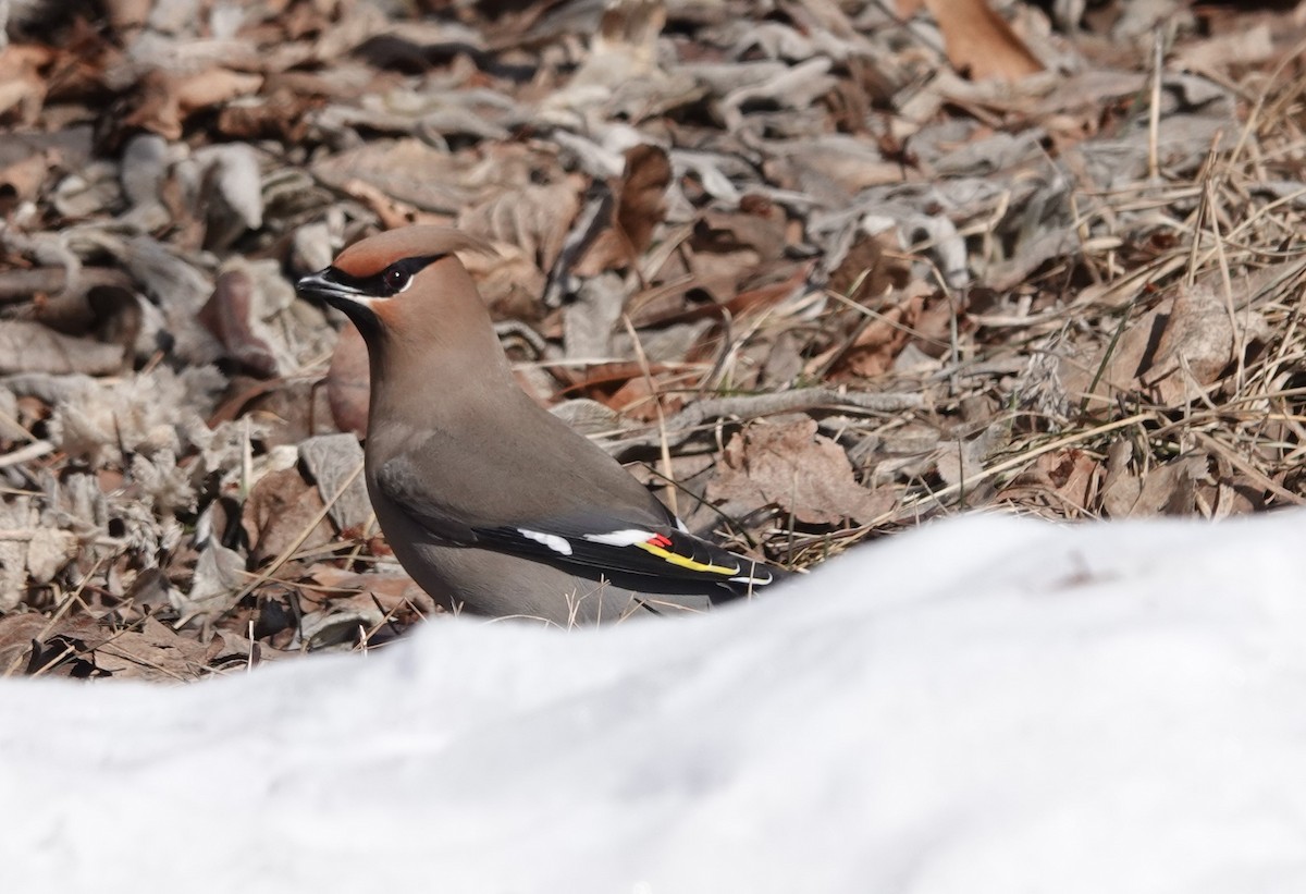 Bohemian Waxwing - ML630145321