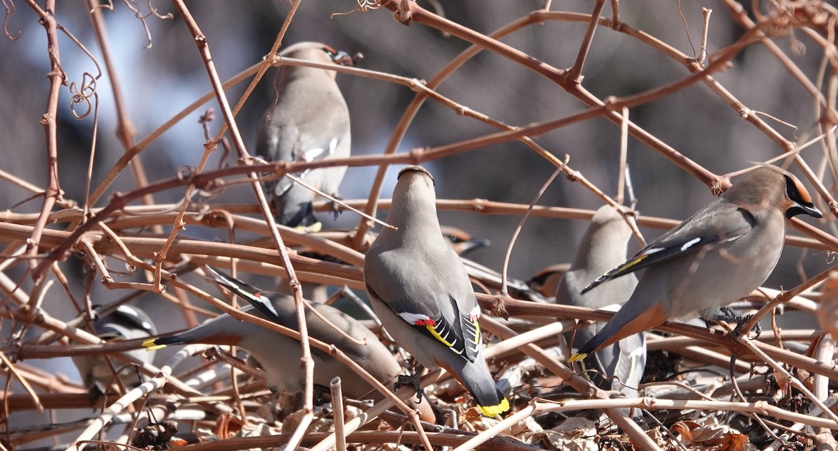 Bohemian Waxwing - ML630145322