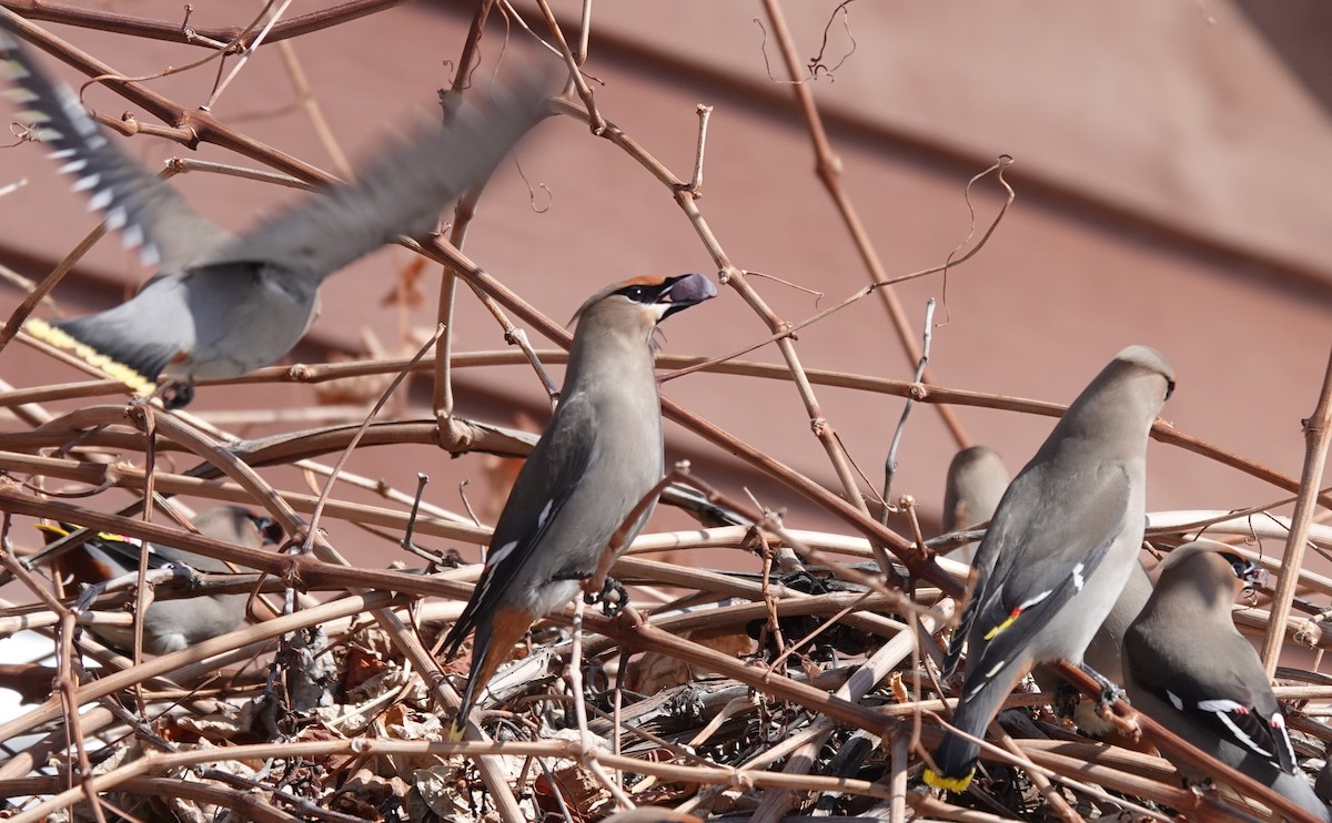 Bohemian Waxwing - ML630145323